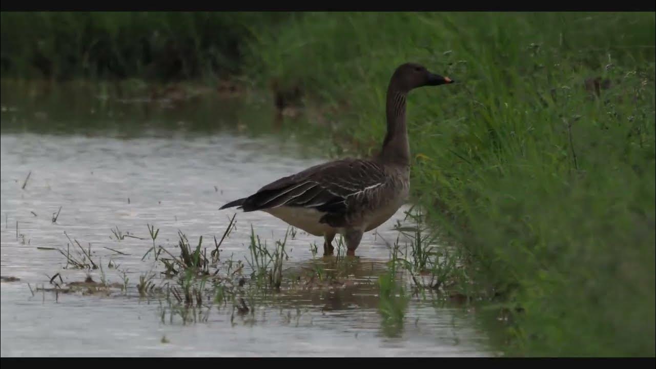 Middendorff's Bean Goose Anser fabalis middendorffii YouTube