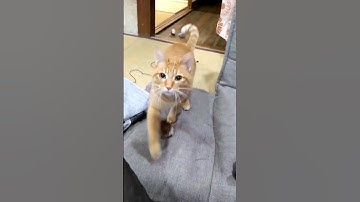 This Cat loves to play fetch ❤️😂 #shorts #cats #viralvideo