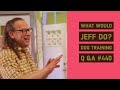 Socializing Puppies | Dog lays down on walks | What Would Jeff Do? Dog Training Q & A #440 Socializing Puppies | Dog lays down on walks | What Would Jeff Do? Dog Training Q & A #440
