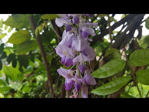 Video: Planta Erica: descripción, métodos de reproducción, características de cultivo y cuidado