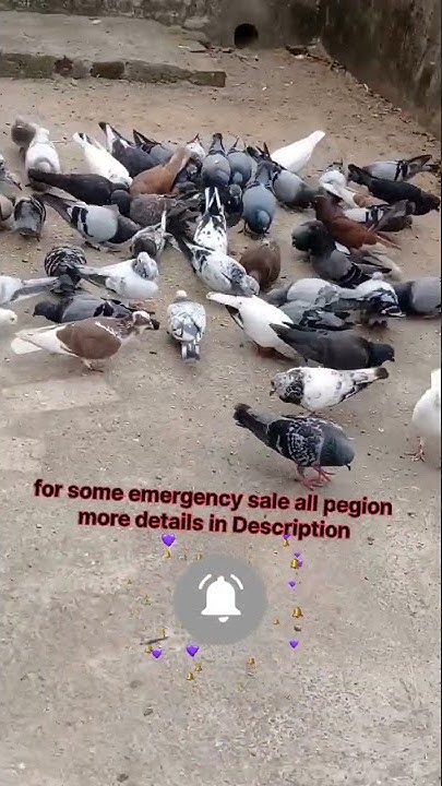 Pegion for sale #short #birds #bird #pegion #pegionlovers #sale - YouTube
