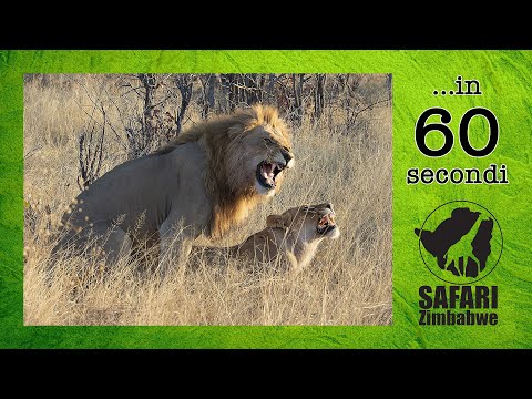 Video: I leoni si riproducono in natura?