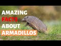 30 Amazing Facts About Armadillos