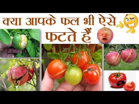 वीडियो: फलों के फटने कहाँ बनते हैं?