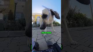 Special Delivery For A Stray Dog 🥺❤️