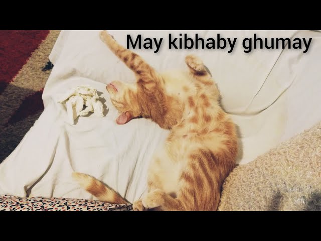 My cat is sleeping peacefully. May kibhaby ghumay class=