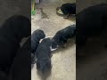 German Shepherd pups for sale LSR Farms 9985947065 WhatsApp only