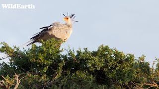 SafariLIVE Sunrise   Repeat  29 April 2024