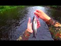 Хариус. Рыбалка на лесной реке. Ленинградская область.