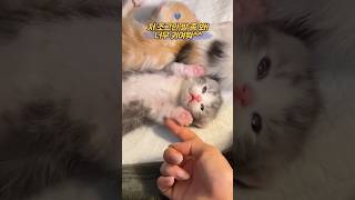 아침을 밝히는 귀여운 고양이들 #고양이장난감 #귀여운고양이 #힐링영상
