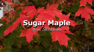 Urban Trees - Sugar Maple