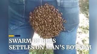 Swarm of bees settle on man’s bottom in India