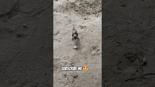trending funny videos #funny #shortvideo #viralshorts #comedy screenshot 4