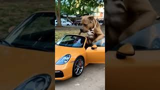 Chico Will Be Driving Until He Is Back To Full Strength Lol