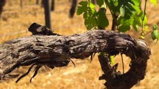 Experiences with Eutypa Dieback