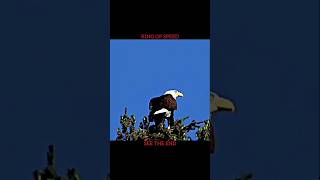Peregrine Falcon vs Eagle #falcon #eagle #trending #shorts
