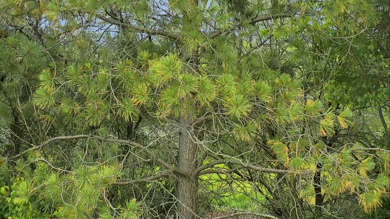 camera iphone 8 plus apk Great Horned Owl Cam 07-03-2018 18:20:17 - 19:20:18