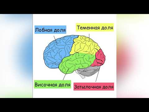 Топ анатомия головного мозга|Функции лобных долей|Кора головного мозга|Моторная зона|Lobus frontalis