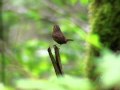 Pacific Wren sings