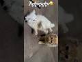 Popipo popipo #fight#catsofyoutube #loop #rewatch #popipo #studywithmeandmycat #cat#fyp#countingcats