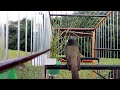 Papa capim tui tui Roqueado Canto para treinar e ensinar machos