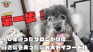 噛み犬トリミング初来店高齢トイプードルの新しい世界