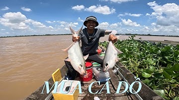 Những pha đóng cá vồ đém siêu hấp dẫn  #catrasong #fishing #mientay