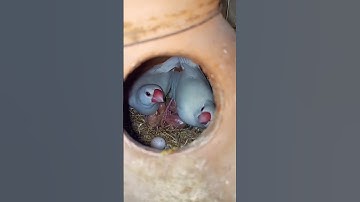 java🕊️  chicks 🐥#youtube #subscribe #youtubeshorts #java