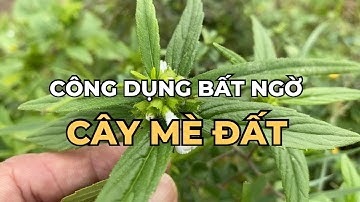 Công dụng của Cây Mè Đất chữa viêm da cơ địa ghẻ ngứa viêm họng viêm xoang nhức răng …