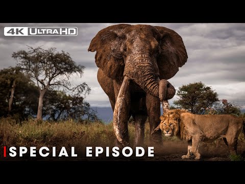 Powerful Hunters: Army of Darkness | SPECIAL | Nature Animal Documentary