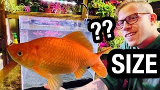 Goldfish Tank Size? Not What You Think!