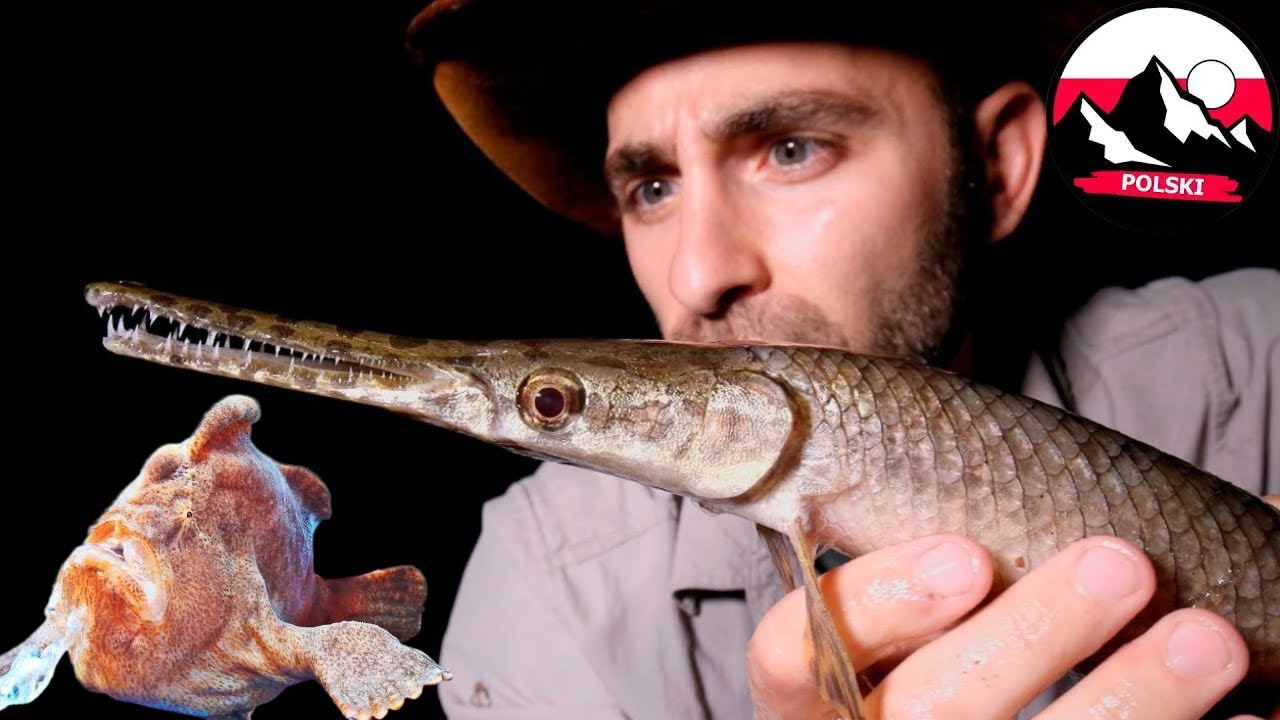 Dziwne stworzenia Teksasu i potworny Frogfish z Hawajów | Brave Wilderness Polski