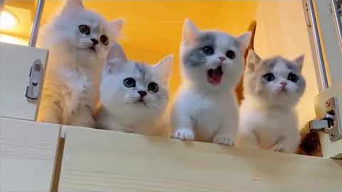 Video 10530021: laugh funny cats compilation, compilation amazing, funny cats show