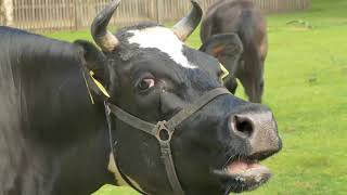 cow sounds humboo humboo