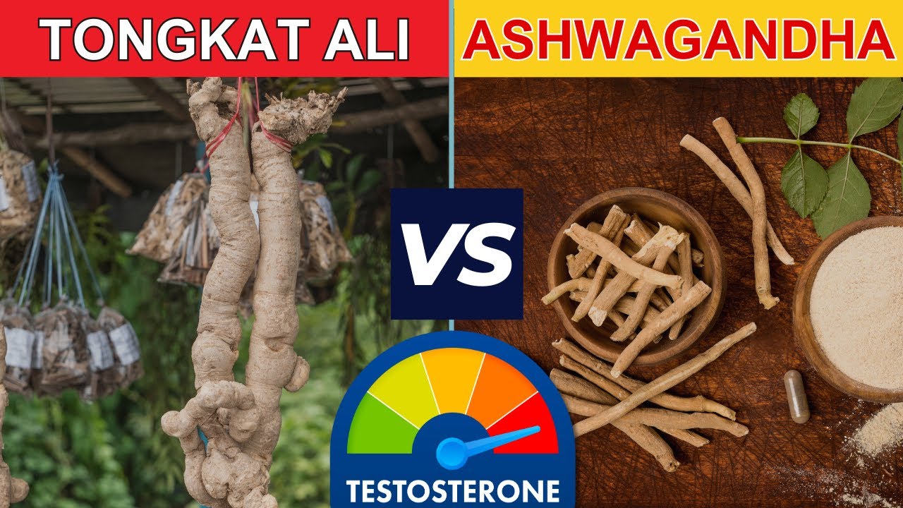 Tongkat Ali vs Ashwagandha for Testosterone Increase Tongkat Ali and