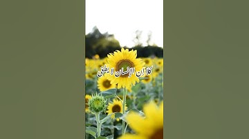 كلا إن الإنسان لا يطغى #تلاوة_هادئة #اكسبلور #المصحف #duet #قرآن #تلاوة_خاشعة #quran #قطر