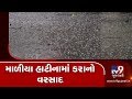 Unseasonal rain hailstorm batter standing crops in maliya hatina junagadh  tv9gujaratinews