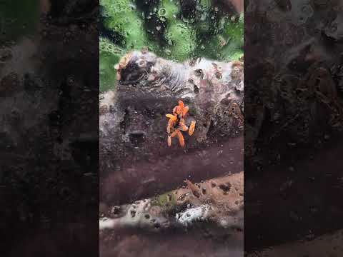 Orange Springtails! Cute little guys #terrarium #springtails #cleanupcrew #insects #cute