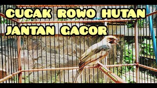 CUCAK ROWO HUTAN JANTAN GACOR