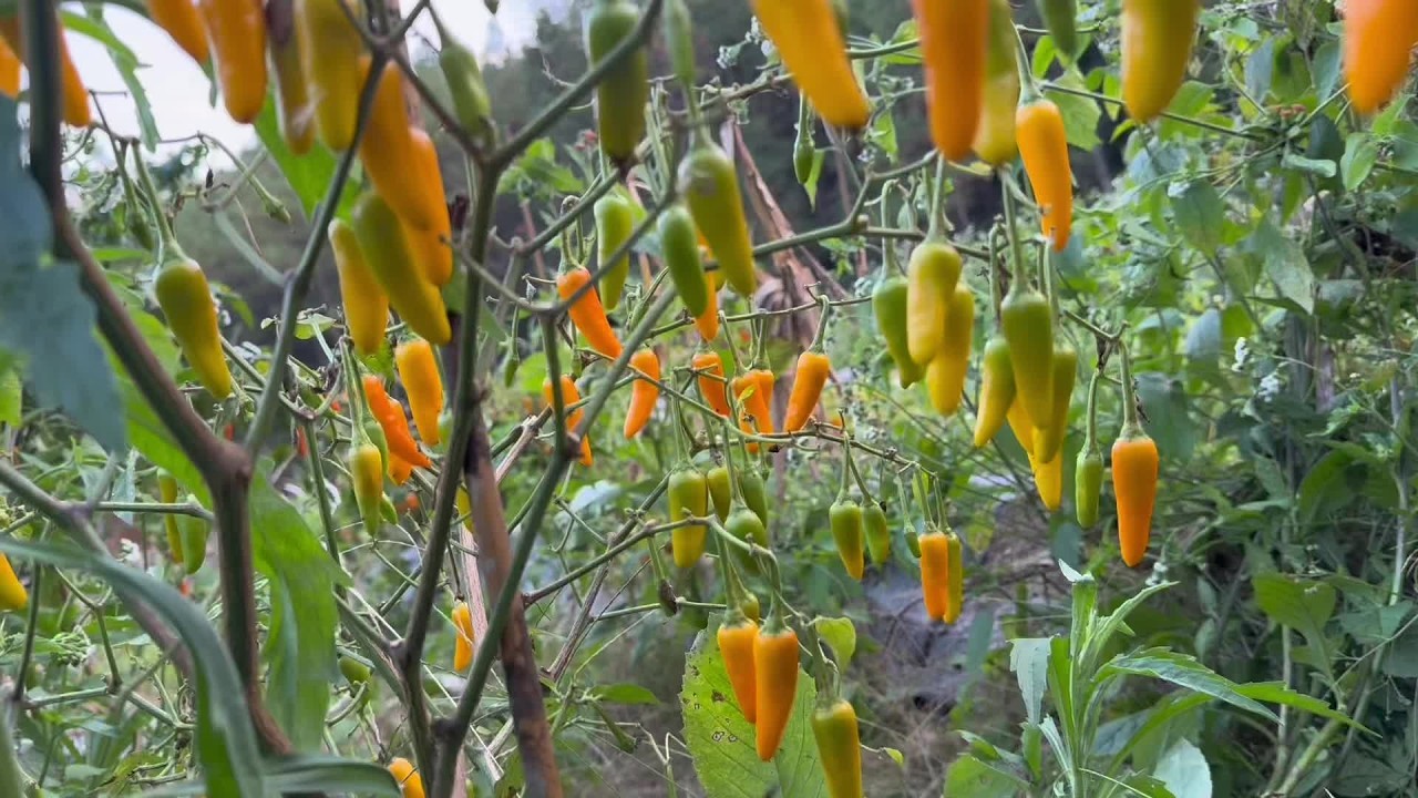 准备一些菜，等没菜吃的时候就可以挖他来吃了#农村美食