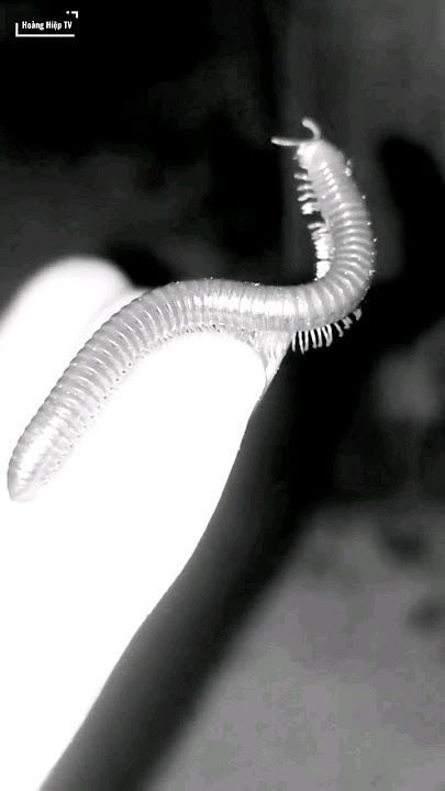 The wild dancing monster of the multi-legged black beetle🥶