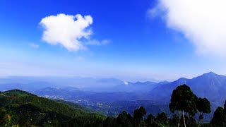 武岫農圃大崙山觀光茶園銀杏林