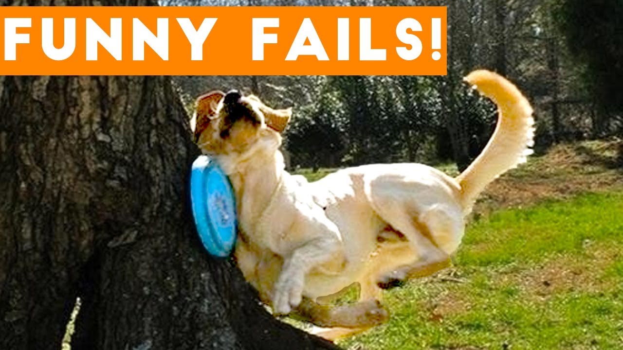 ⁣TRY NOT to LAUGH Animals FUNNY PET FAILS Compilation  2018 | Epic Pet Videos & Moments