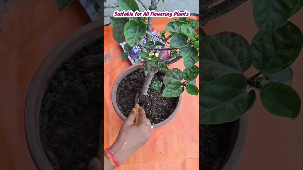 Flower Booster For All Plants Promoter Best Fertilizers