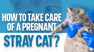 How to Care for a Pregnant Stray Cat?