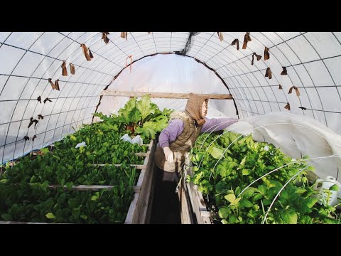 Starting My Winter Garden In October | Self Heating Compost Greenhouses