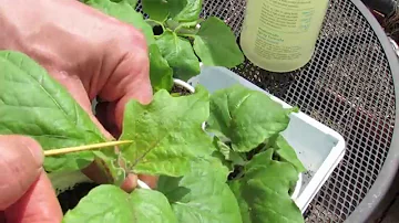 Identifying and Treating Aphids on Your Garden Vegetable Plants - TRG 2015