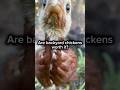 Backyard chickens? Send this to whoever needs convincing.