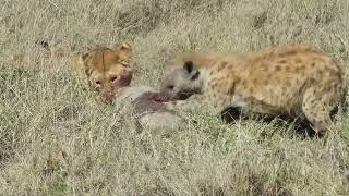 Lion digging up a Warthog before fighting a Hyena لبوة استطاعت أن تُخرج خنزير وحشي وتدخّل الضبع