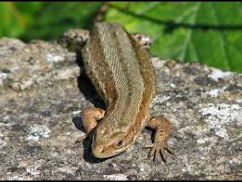 The Reptiles Of Ireland - YouTube